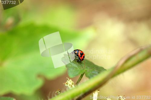 Image of A resting ladybird