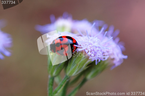 Image of Ladybird and purple floret