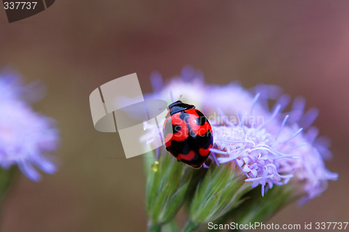 Image of Ladybird on top of purple floret