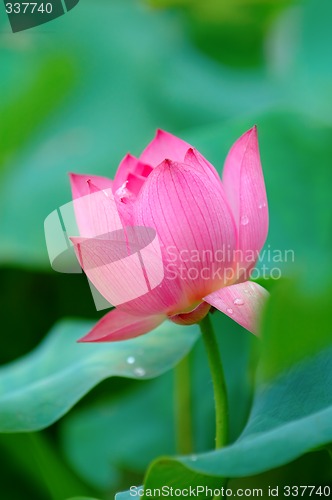 Image of Lotus flower