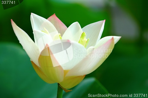 Image of Close view of lotus flower