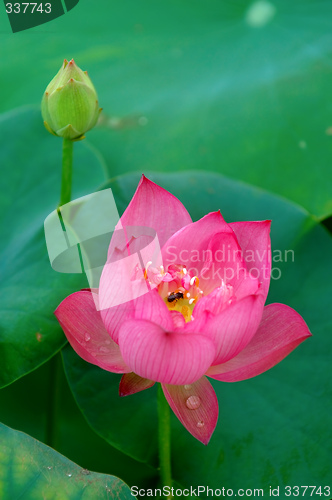 Image of Lotus flower and bud