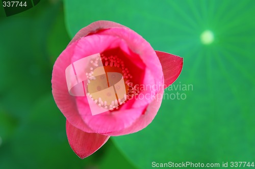 Image of Top view of lotus flower