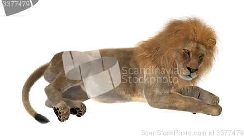 Image of Male Lion