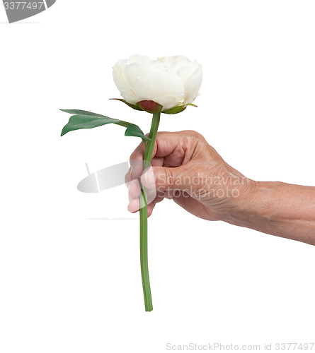 Image of Old hand giving a rose