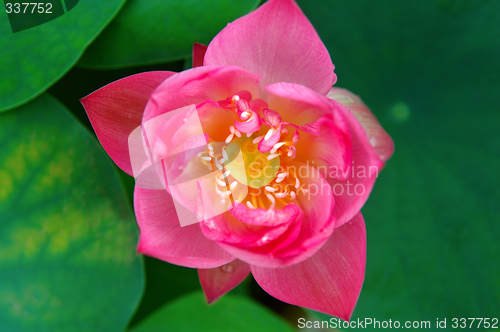 Image of Top view of lotus flower