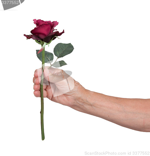 Image of Old hand giving a rose