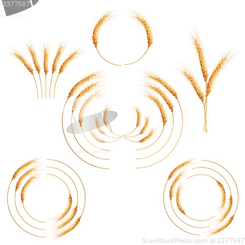 Image of Creative wheat ears. EPS 10