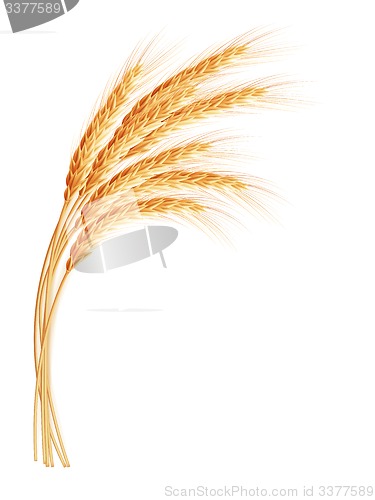 Image of Wheat ears with space for text. EPS 10