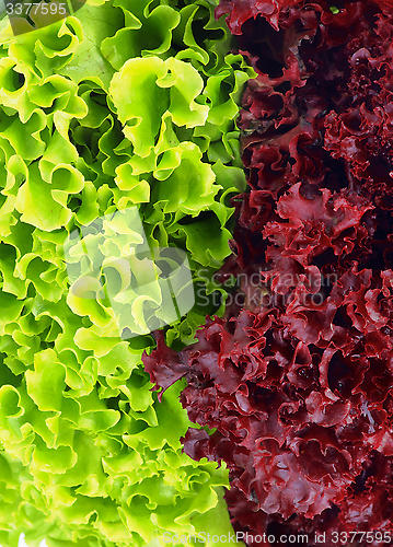 Image of Lettuce Leaves Background