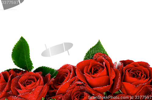 Image of Red Roses
