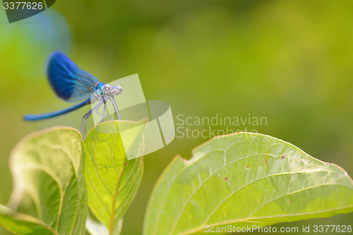 Image of dragonfly in forest