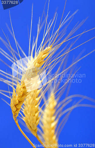 Image of spikelets and grains of wheat