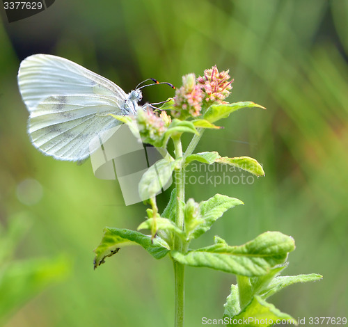 Image of Pieris brassicae, Cabbage butterfly