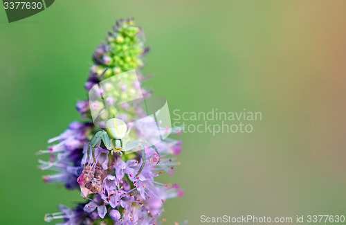 Image of crab spider