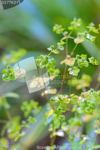 Image of Dew drops in the morning