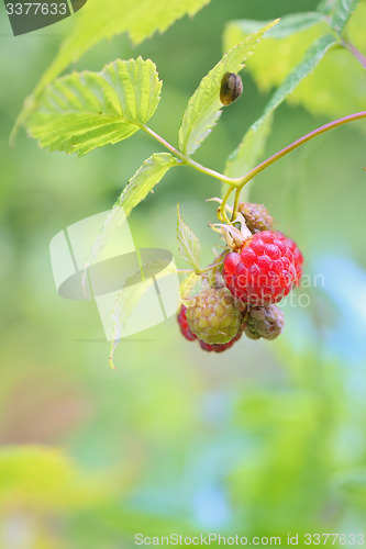 Image of Wild raspberry