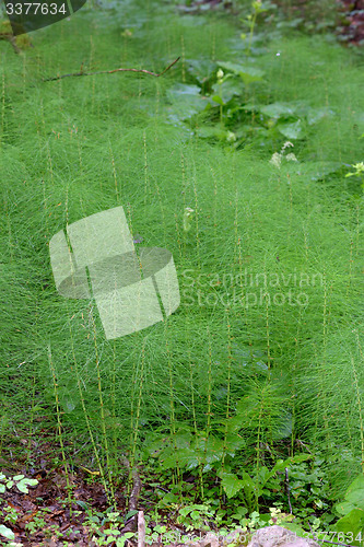 Image of Equisetum arvense