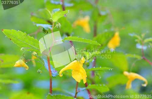 Image of Epimediums yellow flowers