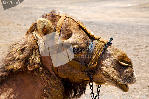 Image of timanfaya spain   dromedary bite volcanic  lanzarote 