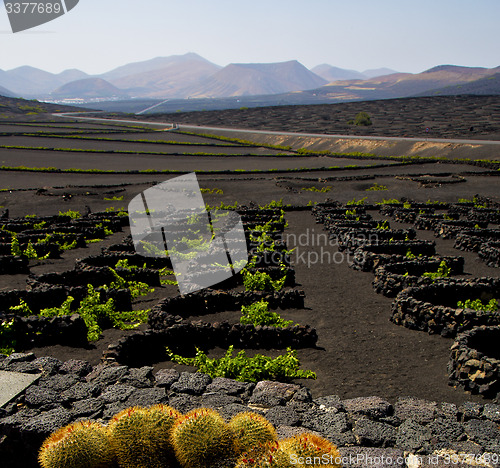 Image of cactus  lanzarote spain la geria vine screw 