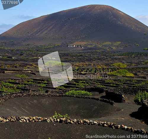 Image of lanzarote spain la geria s  cultivation viticulture winery,