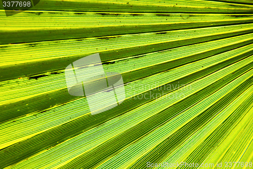 Image of abstract green leaf  