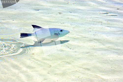 Image of   fish   isla contoy      mexico foam  the  wave