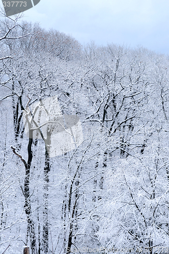 Image of Winter forest