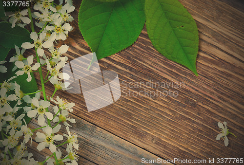 Image of blossom bird cherry