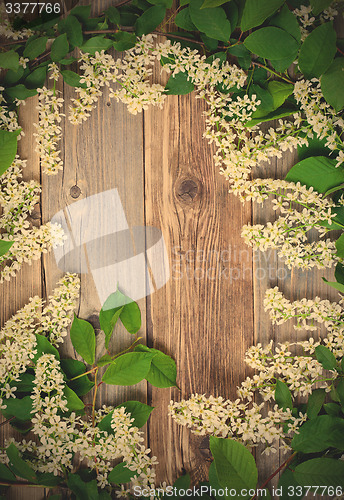 Image of blossom bird cherry