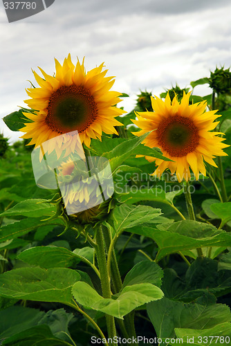 Image of Sunflower field