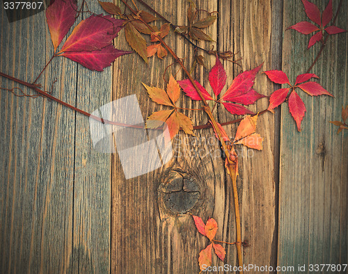 Image of Autumn still life with red leaves