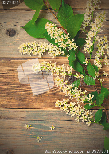 Image of still life with branch of blossom bird cherry