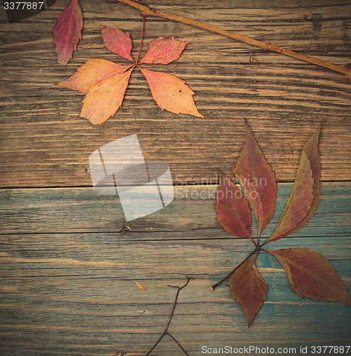 Image of Autumn still life