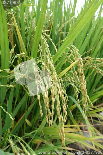 Image of The ripe paddy field is ready for harvest