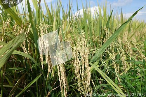 Image of Ripe rice grains in Asia before harvest