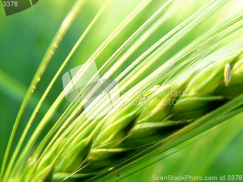 Image of barley spike