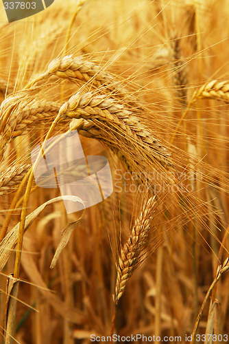 Image of Wheat