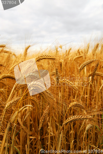 Image of Wheat