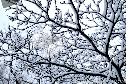 Image of Snowy tree