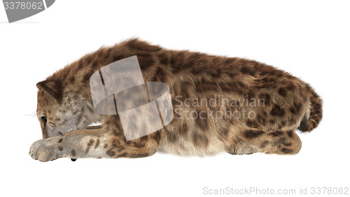Image of Big Cat Smilodon