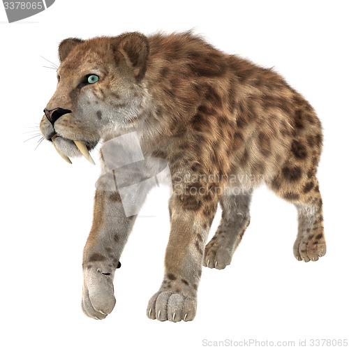 Image of Big Cat Smilodon