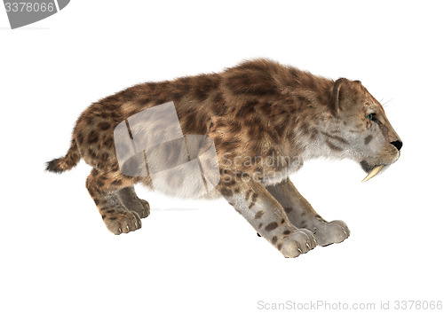 Image of Big Cat Smilodon