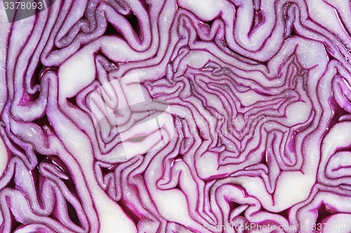 Image of Red Cabbage