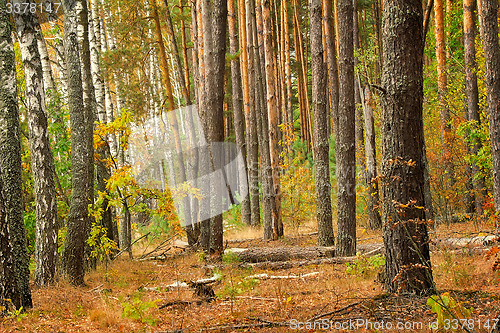 Image of Forest landscape in the early autumn.