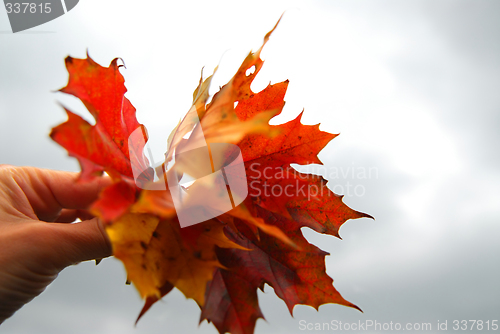 Image of Maple leaves in hand