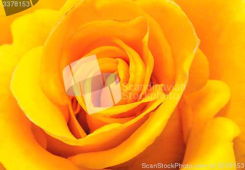 Image of Flower beautiful delicate rose yellow closeup..