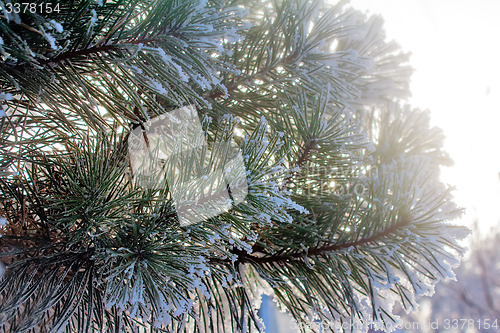 Image of Pine branch, covered with snow.
