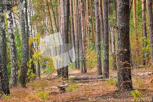 Image of Forest landscape in the early autumn.